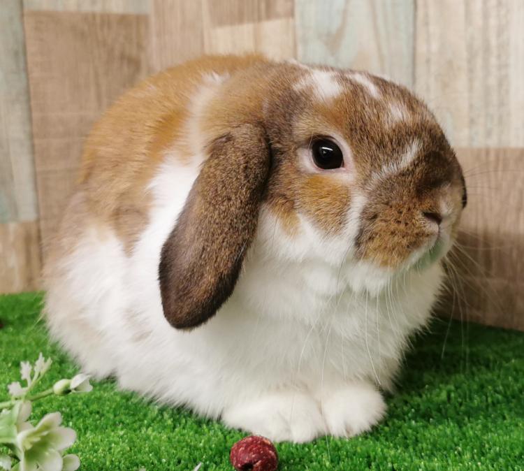 animal_image