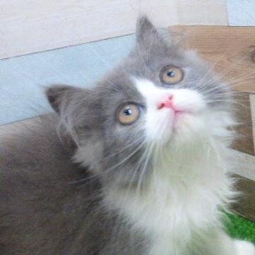 animal_image