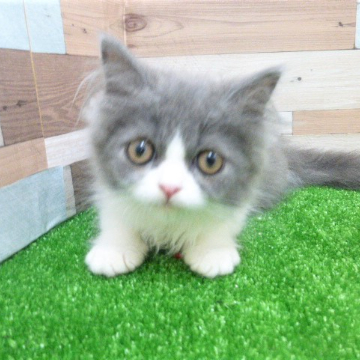animal_image