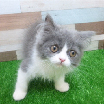 animal_image