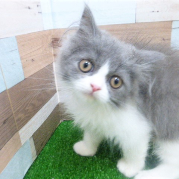 animal_image