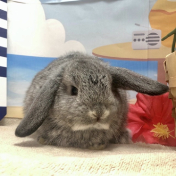 animal_image