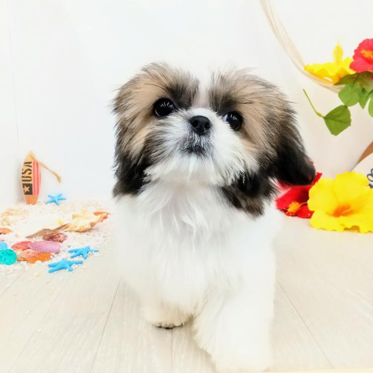 animal_image