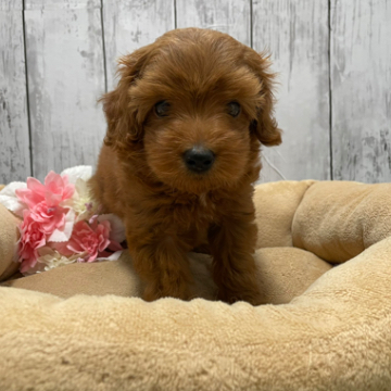 animal_image