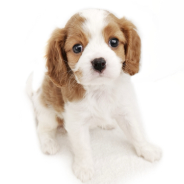 animal_image
