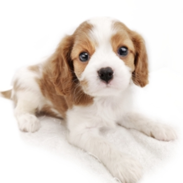 animal_image