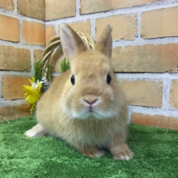 animal_image