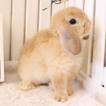 animal_image