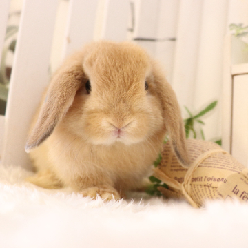 animal_image