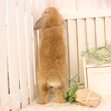 animal_image