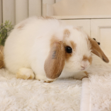 animal_image