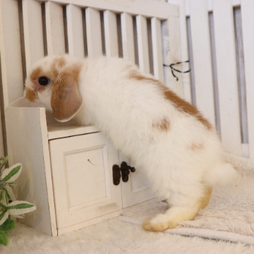 animal_image