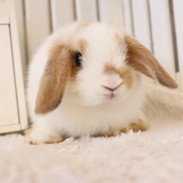 animal_image