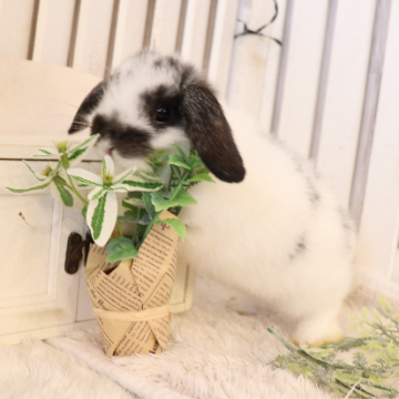 animal_image
