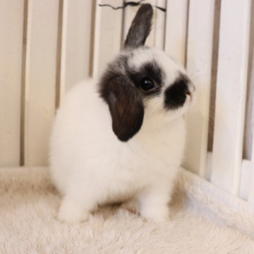 animal_image