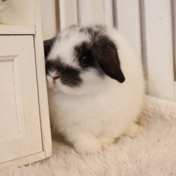 animal_image