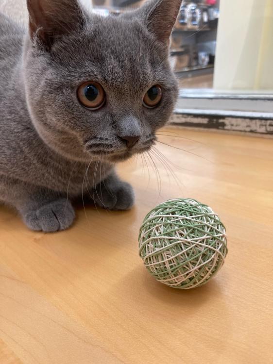 animal_image