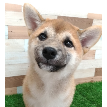 animal_image