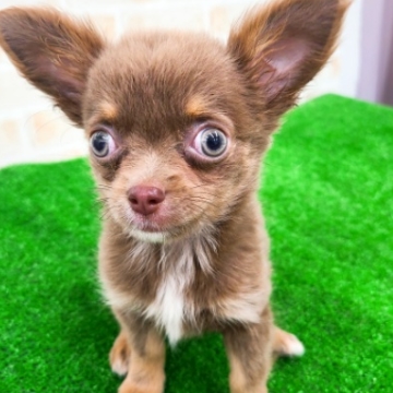 animal_image