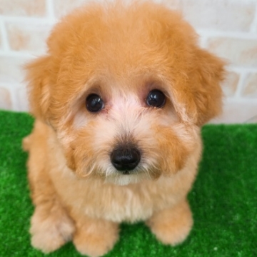 animal_image