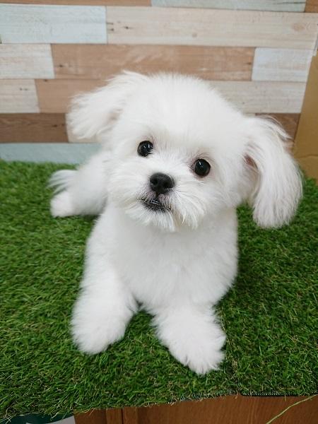 animal_image