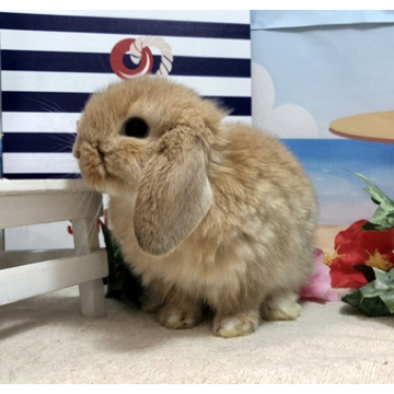 animal_image