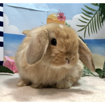 animal_image