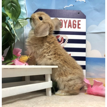 animal_image