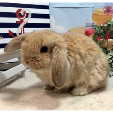 animal_image