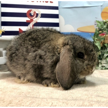 animal_image