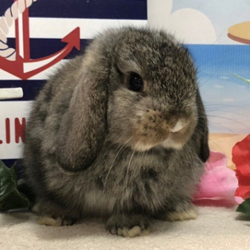 animal_image