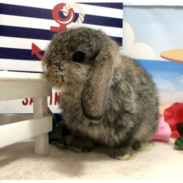 animal_image