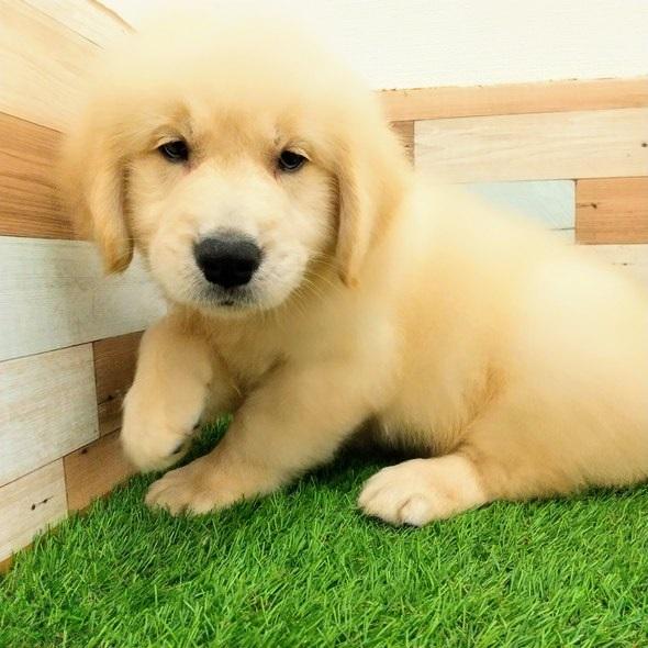 animal_image