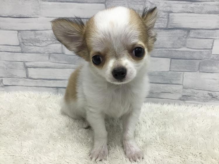 animal_image
