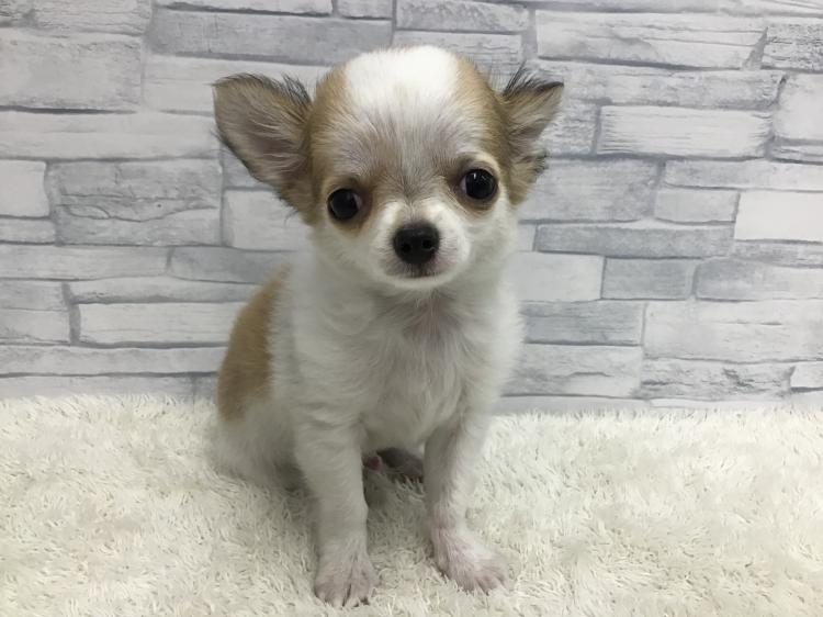 animal_image