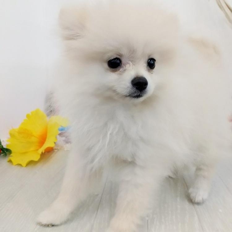 animal_image