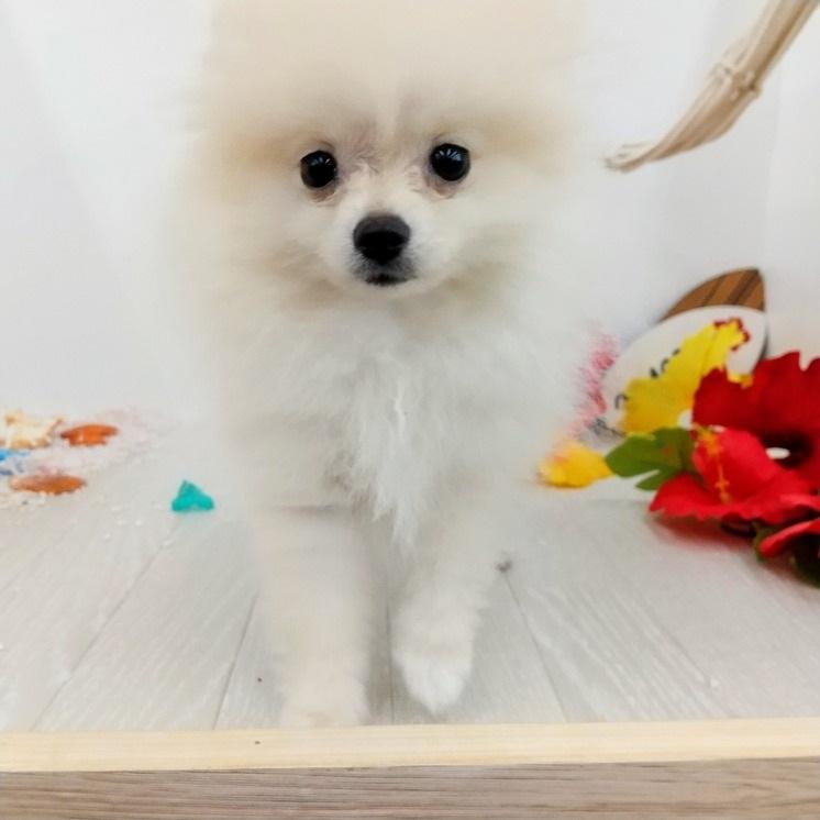 animal_image