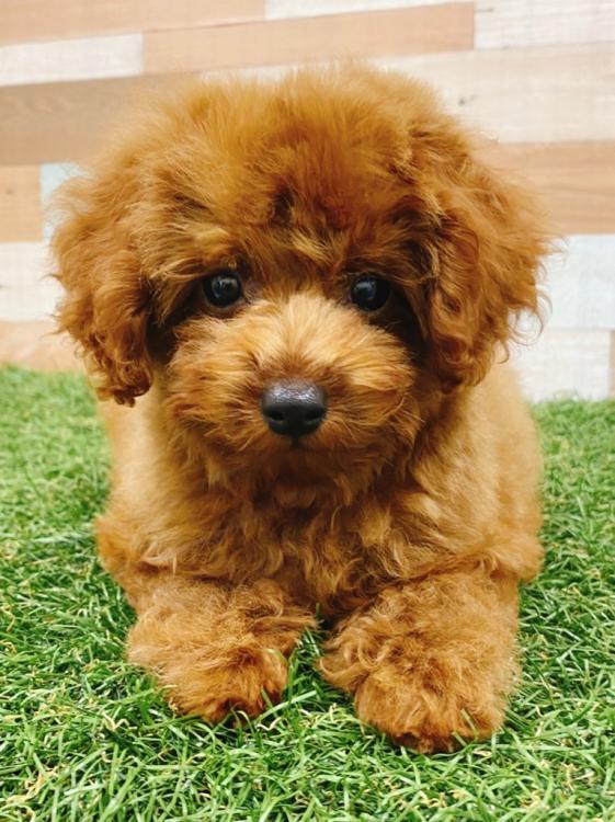 animal_image