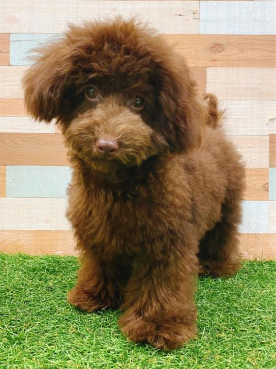animal_image