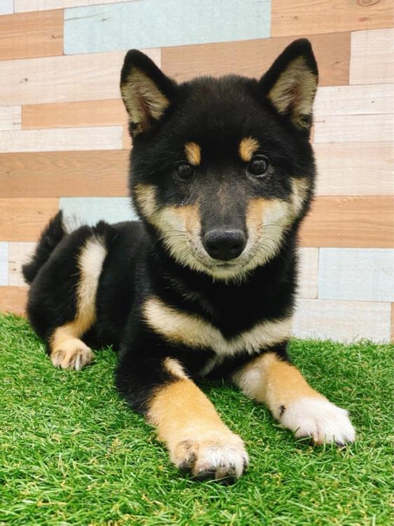 animal_image