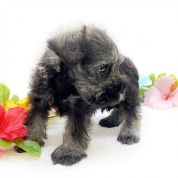 animal_image