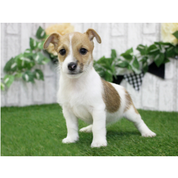 animal_image