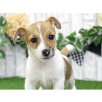 animal_image