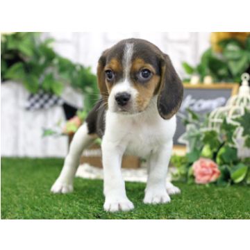 animal_image