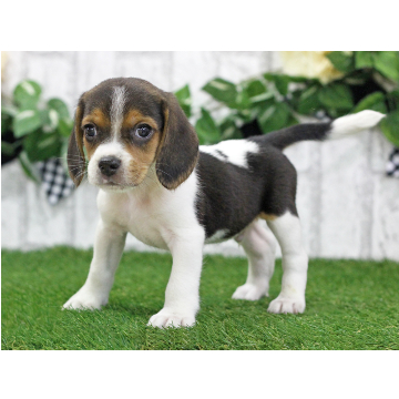 animal_image