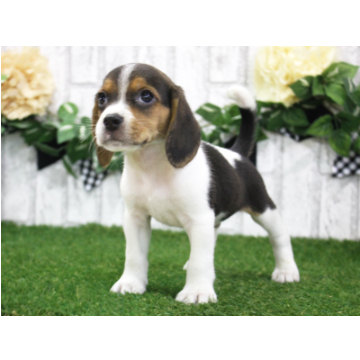 animal_image