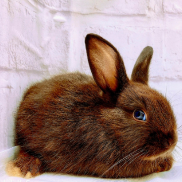 animal_image