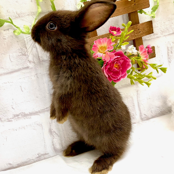 animal_image