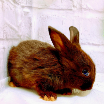 animal_image