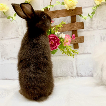 animal_image